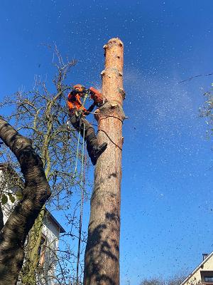 Baum- und Forstdienst Walther