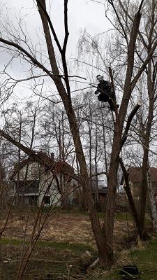 Baumfällung & Seilzugang H. Hofmann