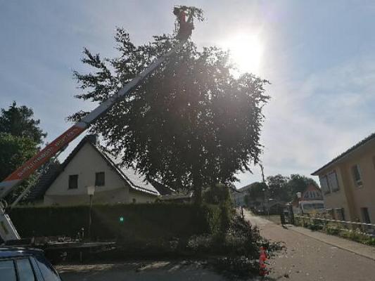 Baumpflege & Gartengestaltung Doreen Schlegel