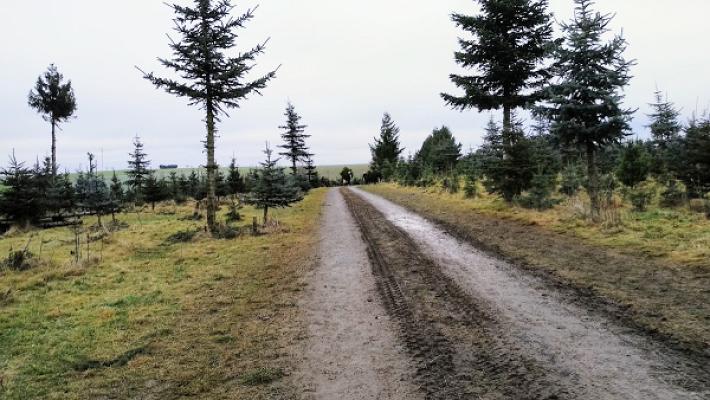 Weihnachtsbaumkulturen Familie Liebschner