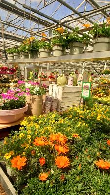 Stefan Neumann Garten- u. Landschaftsgestaltung