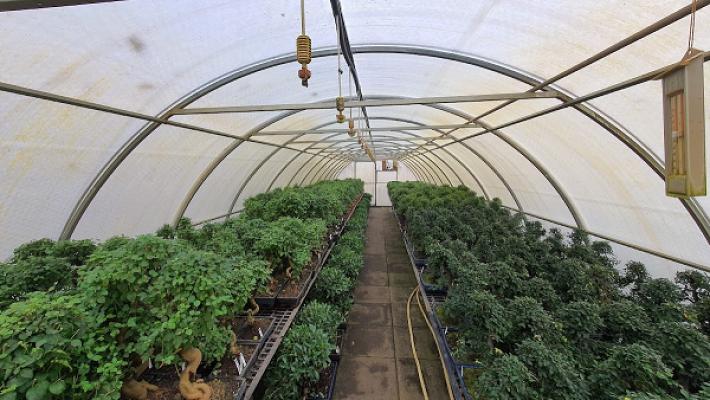 Bonsaischule Wenddorf - Detlef Goroll