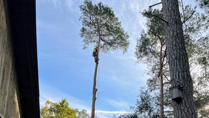 Baum- und Heckenpflege Wedekind - Osterburg