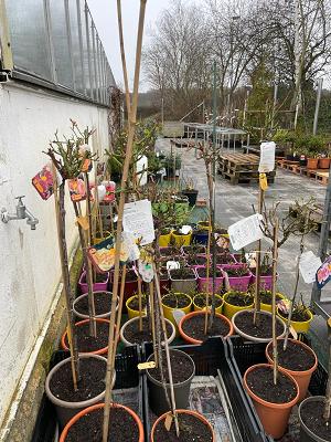 Gartencenter, Garten- und Landschaftsgestaltung Lucka - Bernd u. Karsten Engelmann und Partner OHG