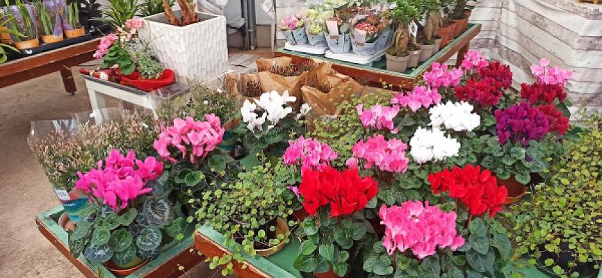 Blumenhaus & Landschaftsbau Killat GbR