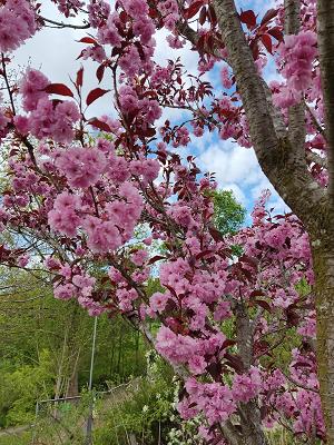 Oberlandbaumschule Harra