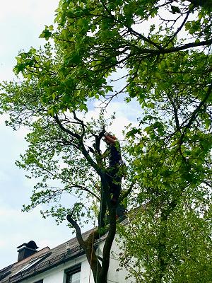 Baumpflege Maik Däumer