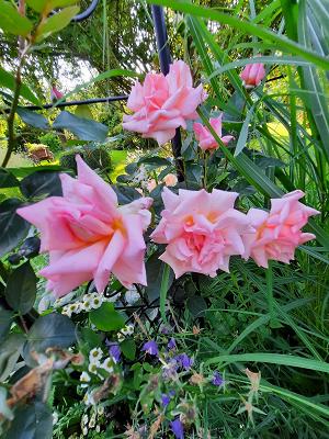 Schaugarten Andreas Tambor