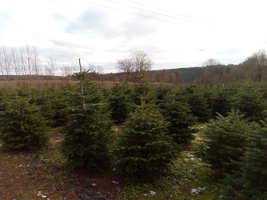 Bohnis Christbaumwelt am Thüringer Meer