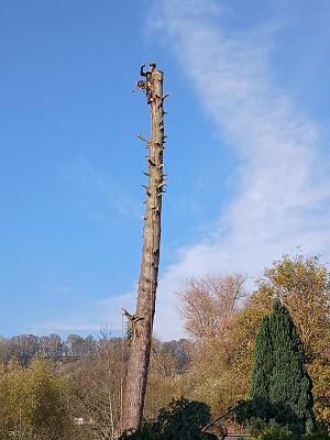 "Tree Jumper,, - Baumpflege - Baumklettern - GaLa-Bau