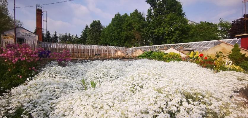 Gärtnerei Jahn Weida