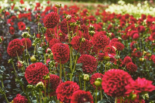 Gartenbau und Blumengeschäft Paul Panzer