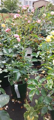 Baumschule Franz Deegen jr. Nachf.