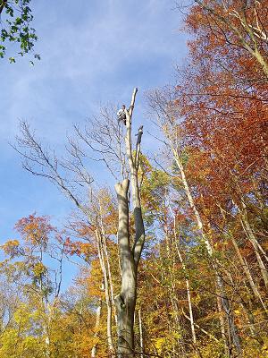 Baum- & Gartenpflege Kevin Kaerger