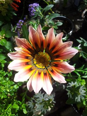 Gärtnerei Irmela Sachs