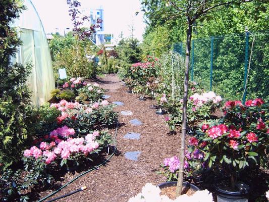 Alexandra Schütze Gehölze & Stauden