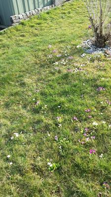 Verein der Garten- und Blumenfreunde e.V.