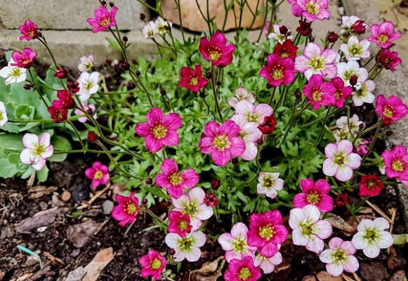 Jens Schmidt Gartenmarkt