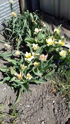 KGA "Baumschule" Mohlsdorf e. V.