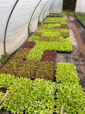 Gärtnerei Nikolaus Schüler