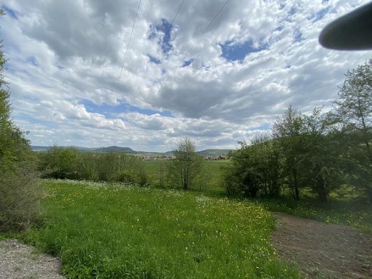 Standort 24 Apfelbaum Florina