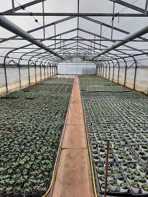 Gärtnerei Steffi Leibeling