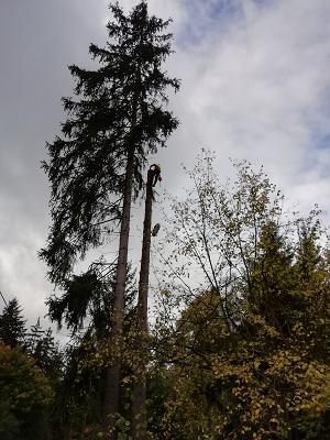 Baumpflege und Baumfällung - Martin Pontius