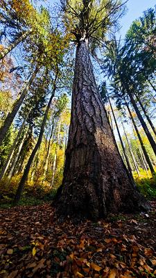 Garten und Landschaftsbau Fambach