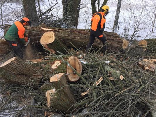 Baumdienst Blümig - Baumpflege & Baumfällung Eisfeld