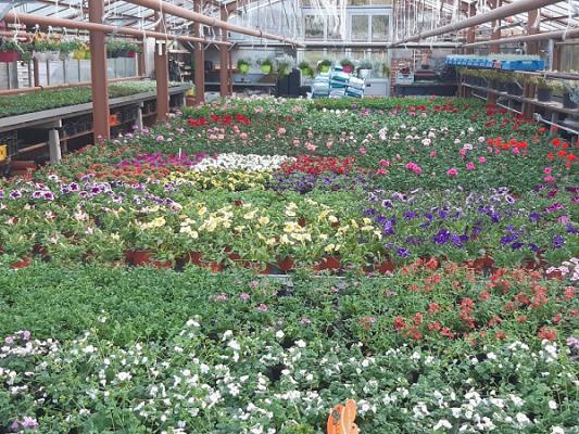 Gärtnerei Uwe Schütze, Meisterbetrieb