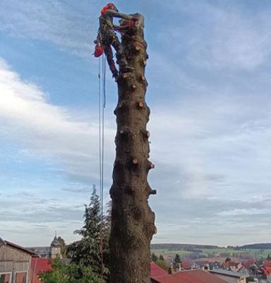 Fichtenbiber - Baumfällungen