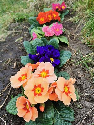 Jens Walther Gärtnerei