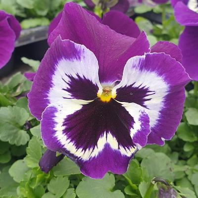 Gärtnerei Nico Delaporte