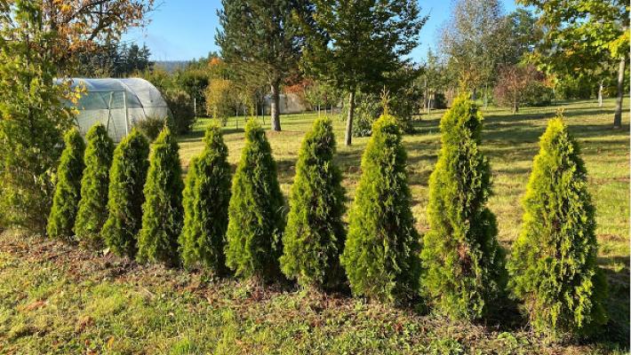 PflanzenGlück by Nancy