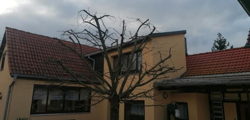 Baumflüsterer Hoffmann