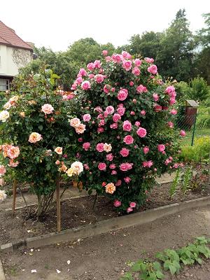 KGV Dr. Schreber e.V.