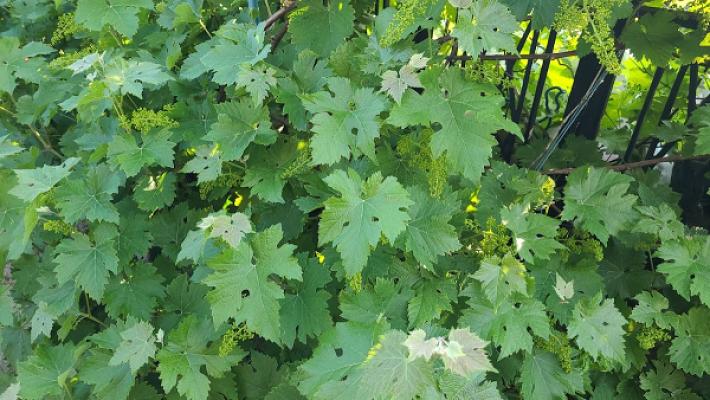 KGV Am Roßmannsbach e.V.