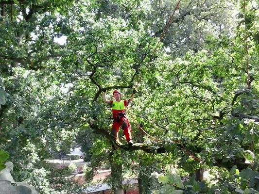 Baumpflege- und Fällarbeiten