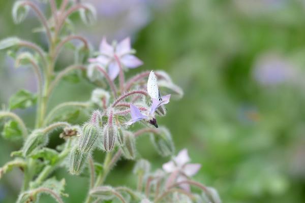 Garten- Tief- und Wegebau Thomas Diederich