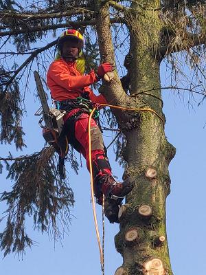Baumdienst Martin Peters