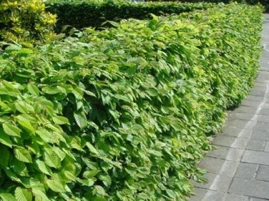 Pflanzenhandel Heckenchef