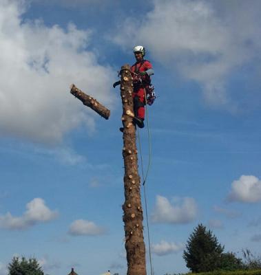Baumkletterer und Baumpfleger Mario Möller