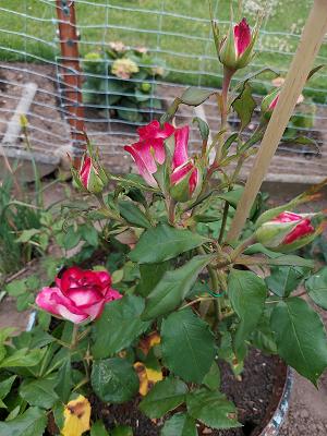 Kleingartenanlage Am Klingenberg