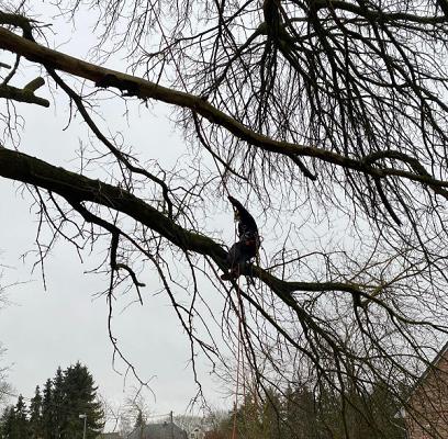 Baumkletterer Schröder