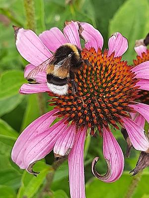Schaugarten der Hochschule Wismar