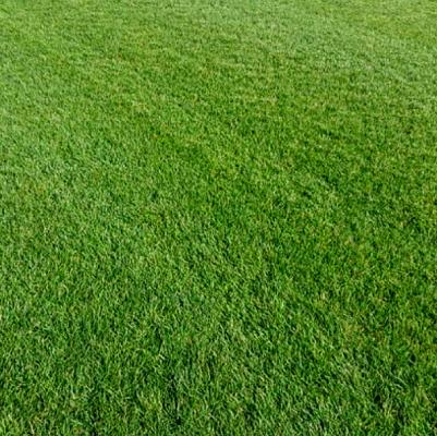 Winkelmann-Rollrasen