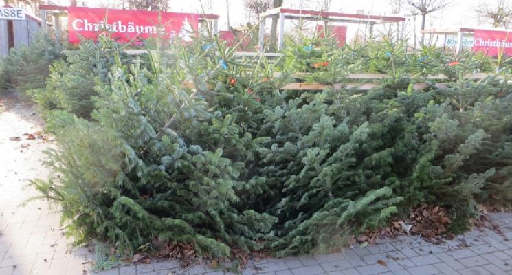 Darger Franz Garten- und Landschaftsbau Baumschulen
