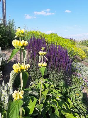 Gänseblume Garten und Landschaftsbau
