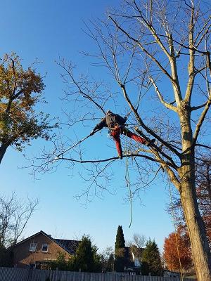 Lars Rapöhn Garten- und Baumpflege