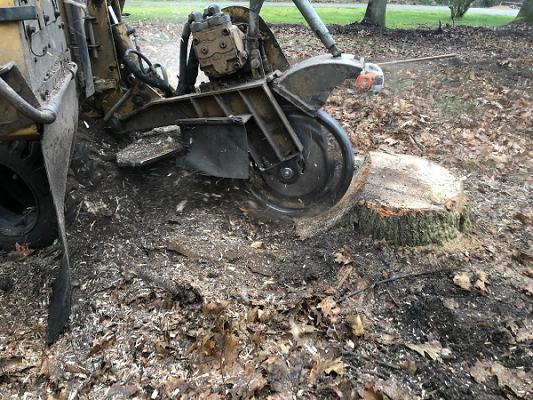 Baumwurzelfräsarbeiten Thorsten Albers